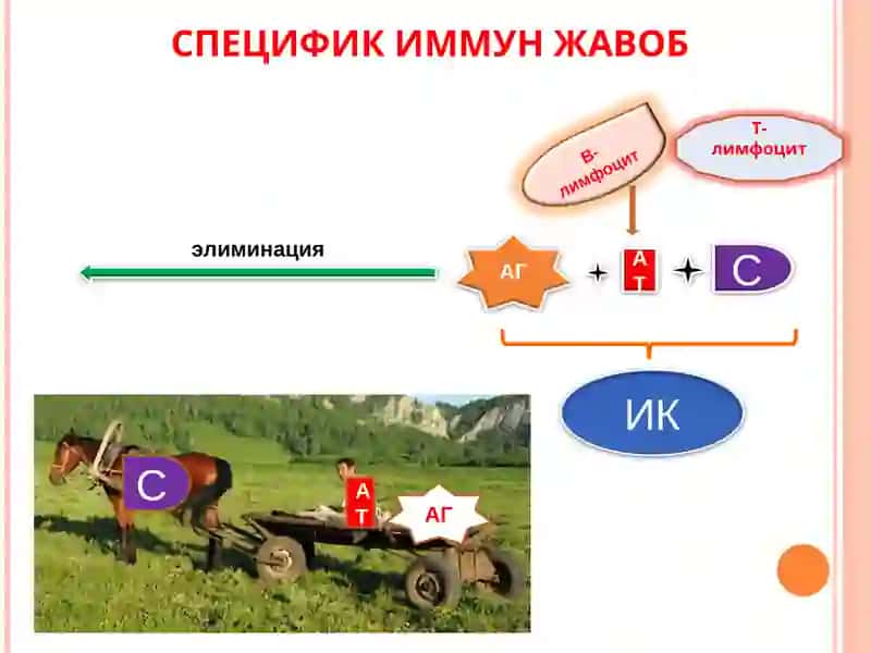 Бириктирувчи тўқима  диффуз касалликларини  дифференциал диагностикаси.  УАВ тактикаси 3