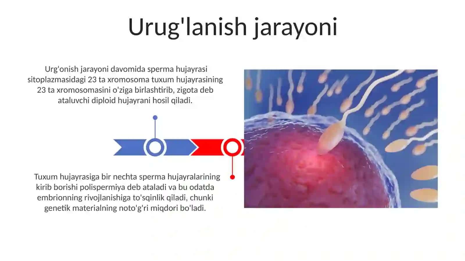 Inson embriologiyasi 3