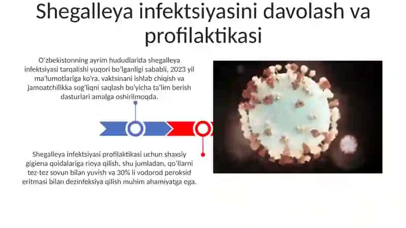 Shegalleya infaksiasi 3