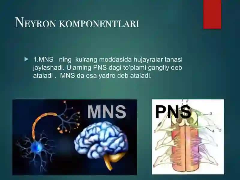 Neyronlarning tzulishi va funksiyasi 3