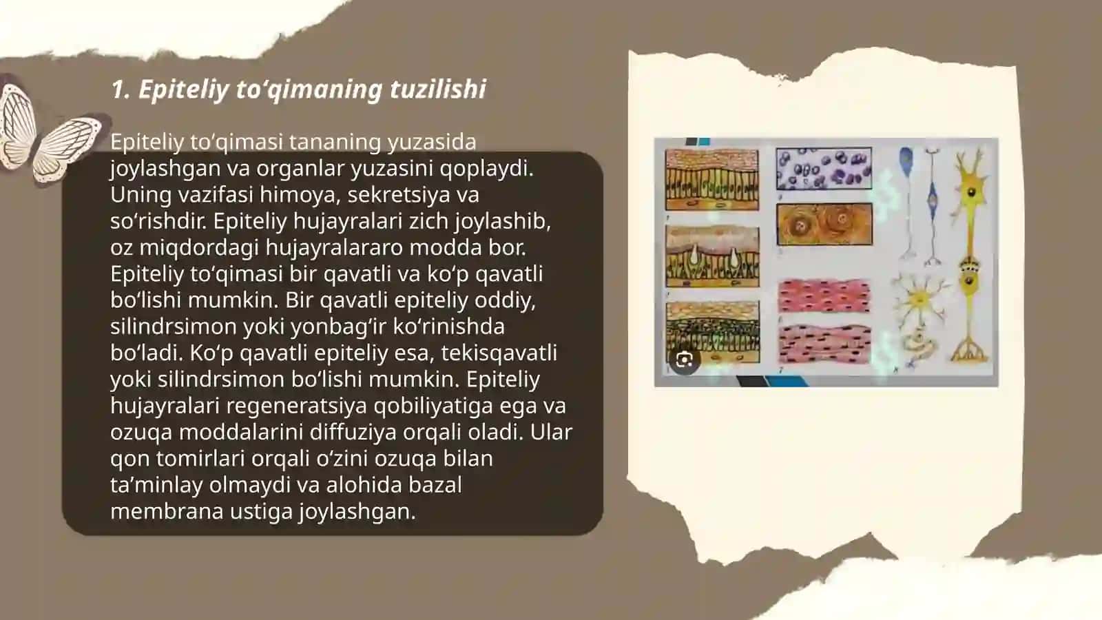 Epiteliy toʻqima 3