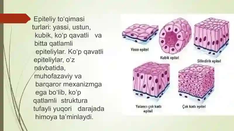 ko'p qavatli muguzlanmaydigan yassi epiteliy qavatlari 3