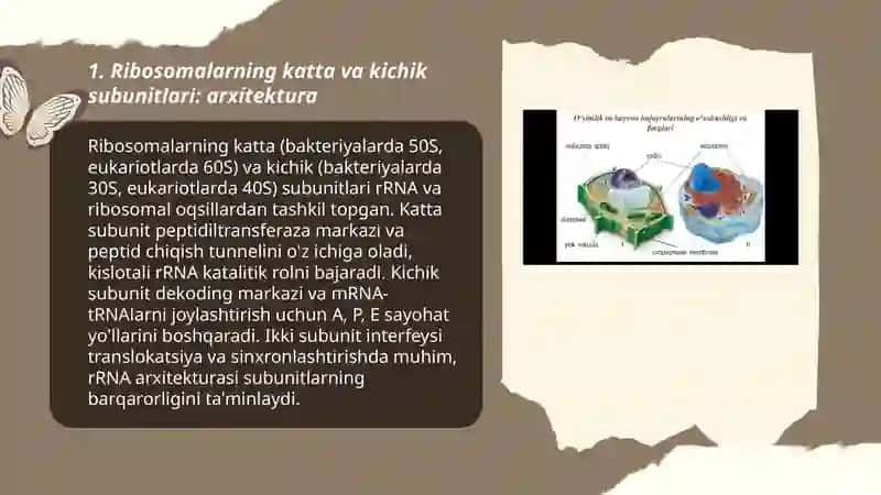 Ribosomalarning tuzulishi 3