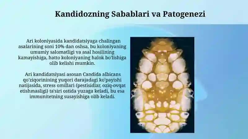 Asalarilarning kandidomikoz kasalligi 3