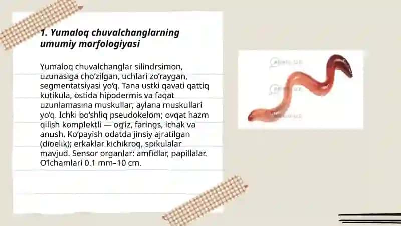 Yumaloq chuvalchanglar 3