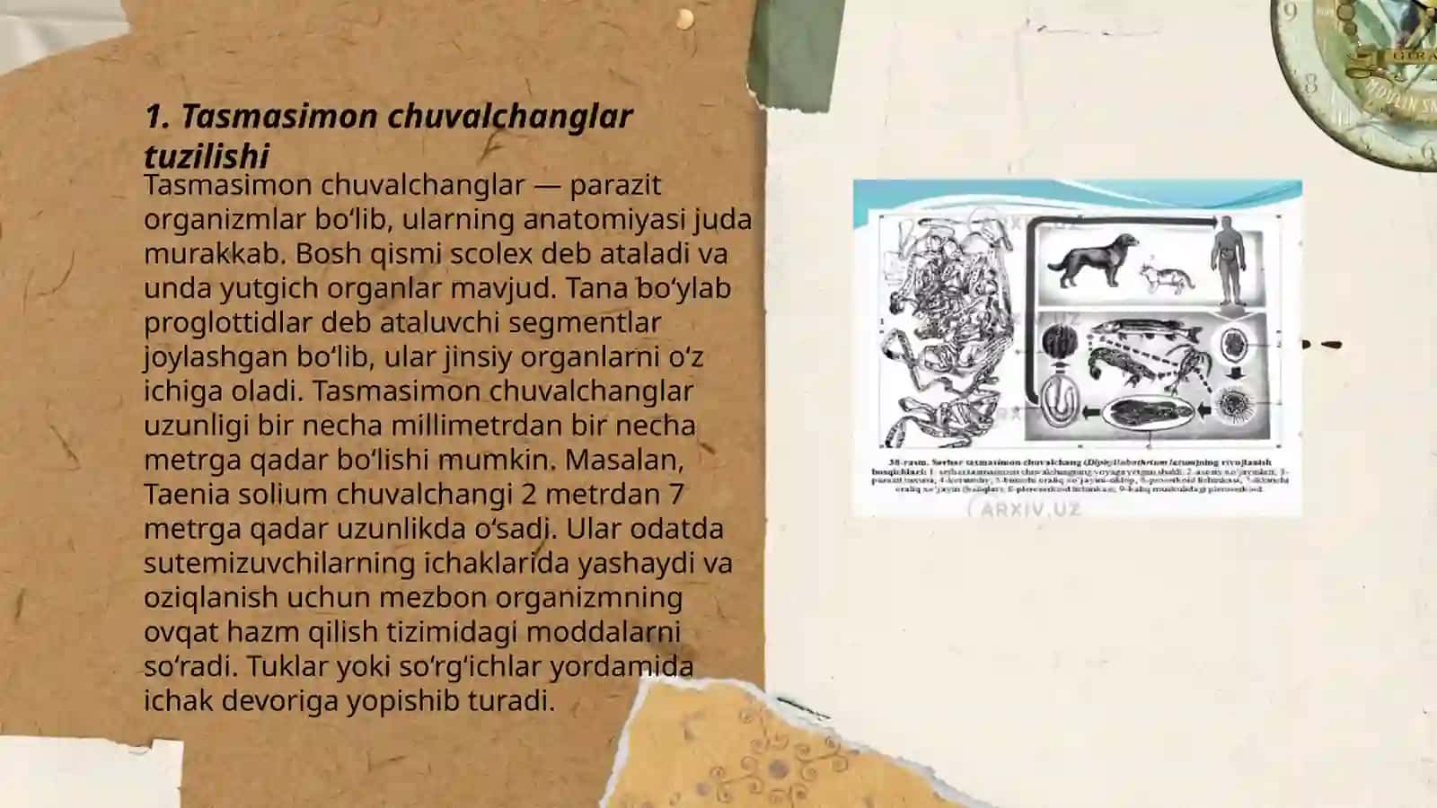 Tasmasimon chuvalchanglar 3