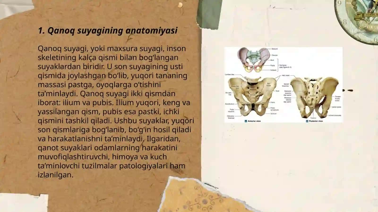 Qanoq suyagi 3