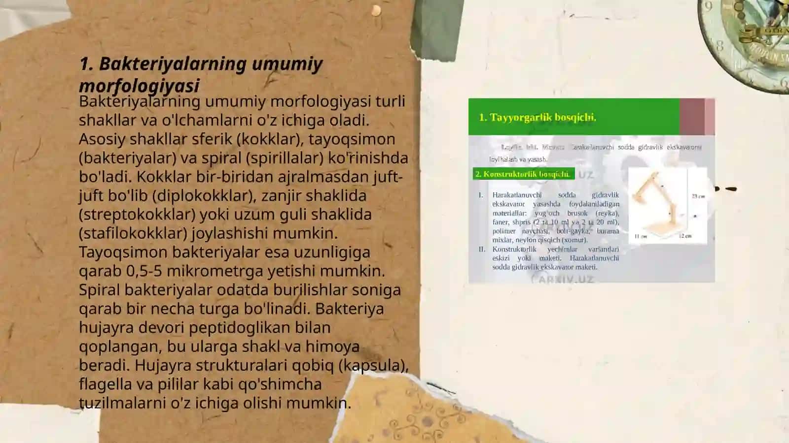 Bakteriyalarning Marfalogiyasi 3