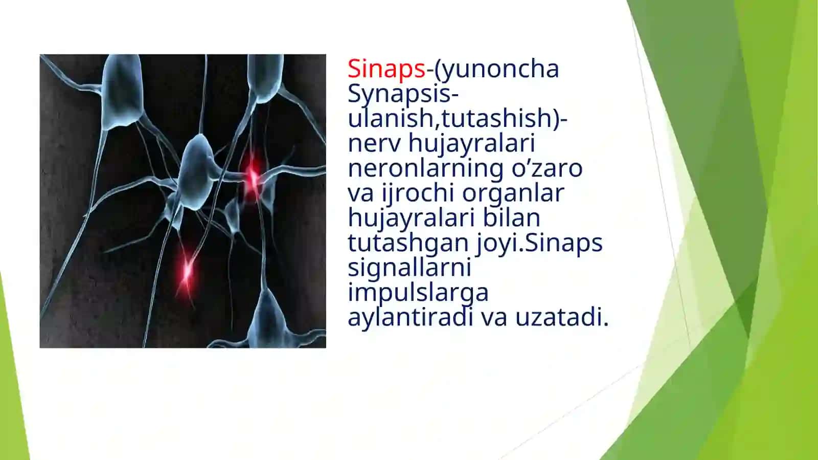 Sinapslar turlari tuzilishi va ishlash mexanizmlari 3