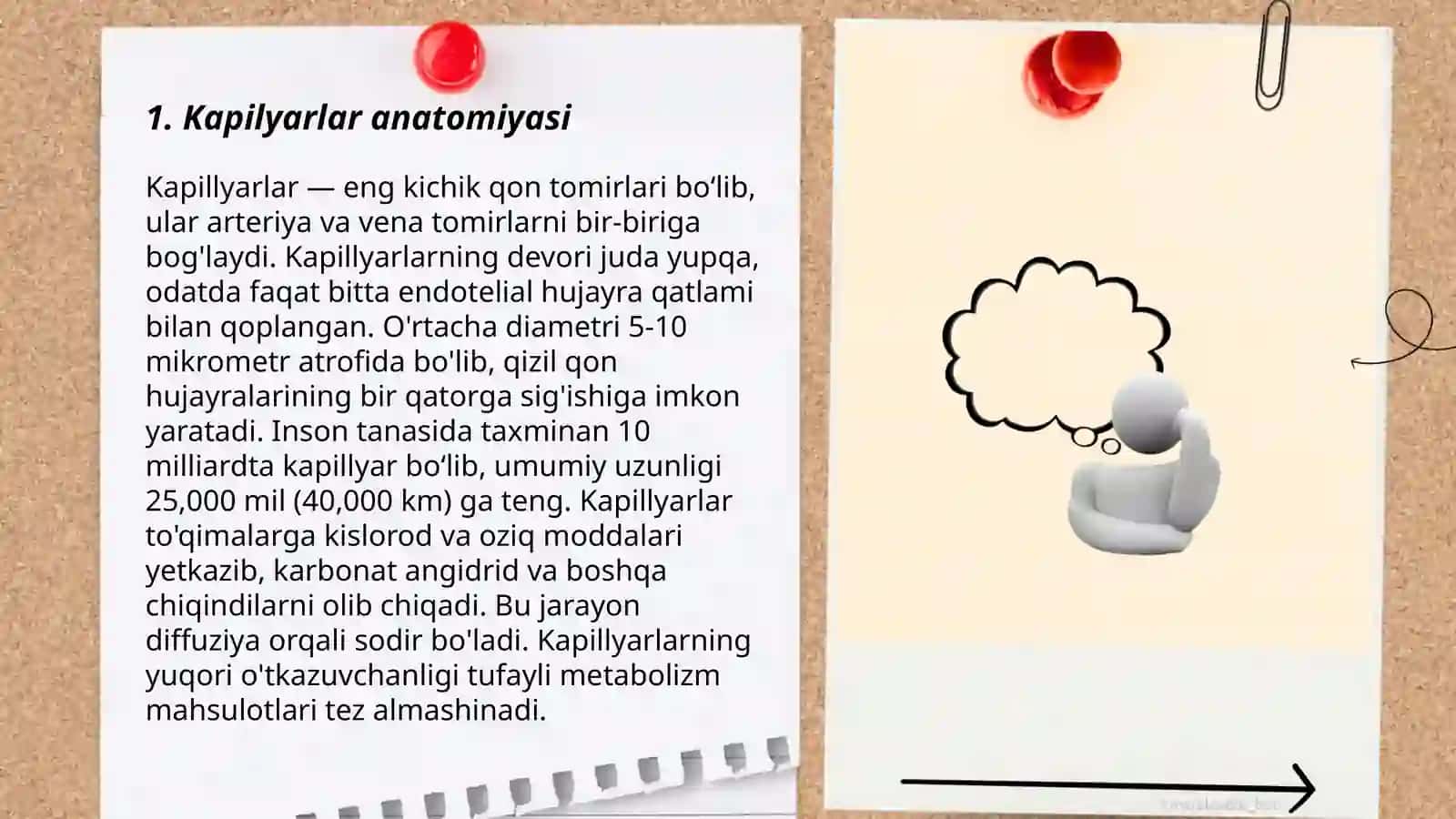 Kapilyarlar anatomiyasi 3