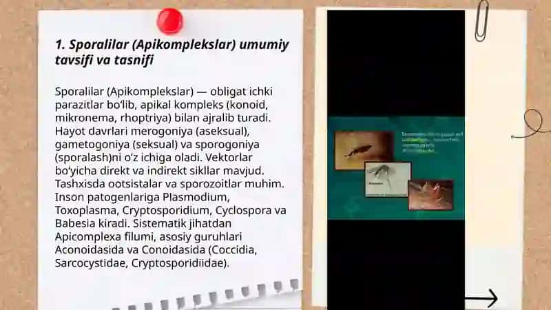 Sporalilar odam parazitlari 3