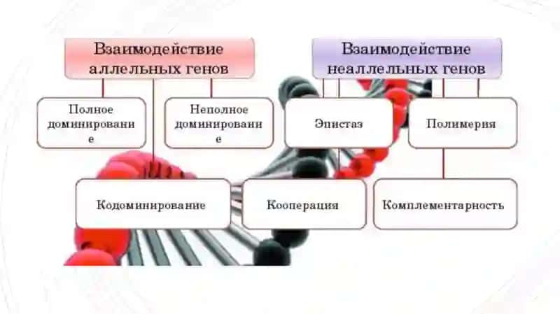 Виды взаимодействия генов 3