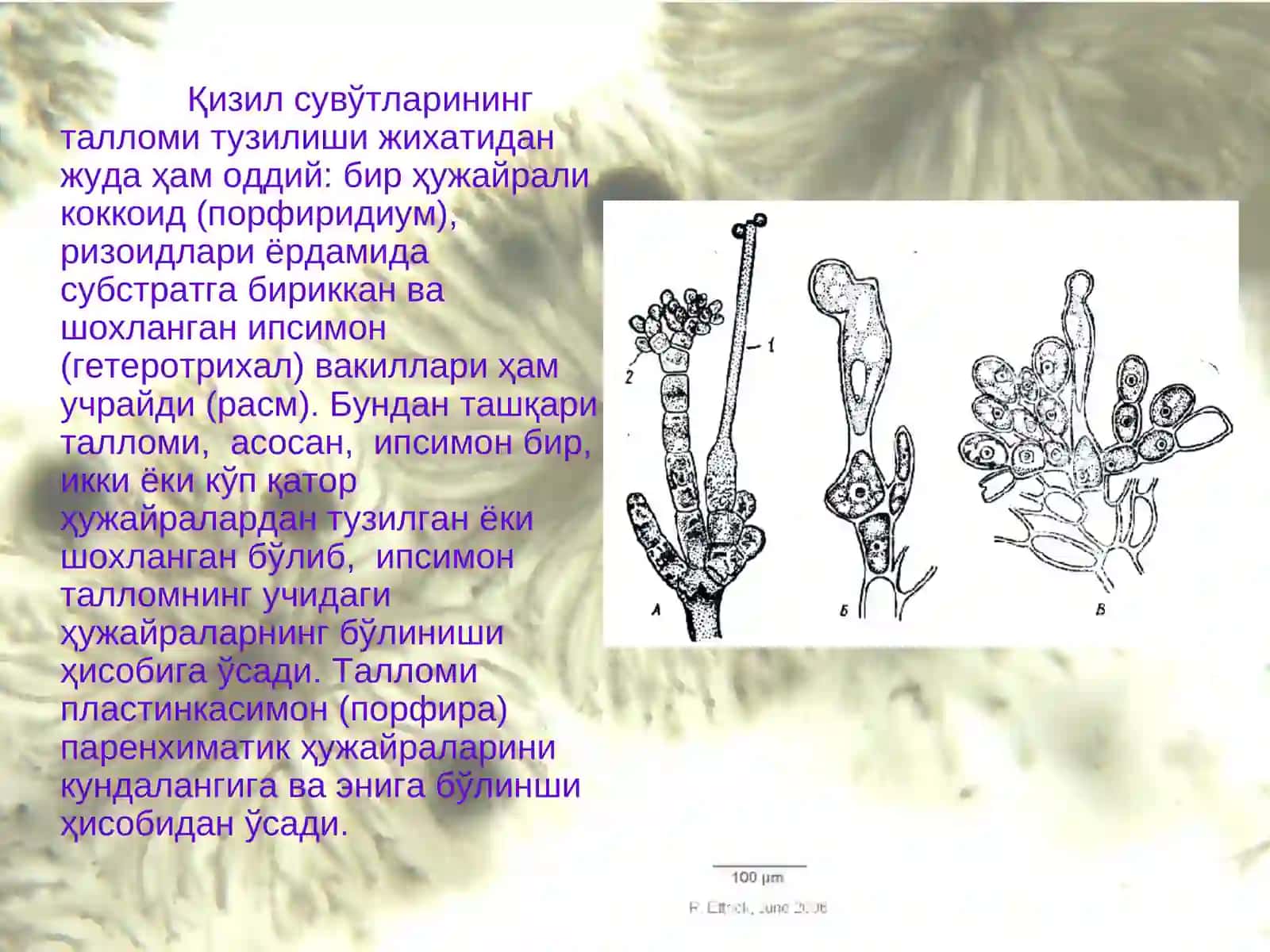 Қизил сувўтларининг умумий тавсифи 3