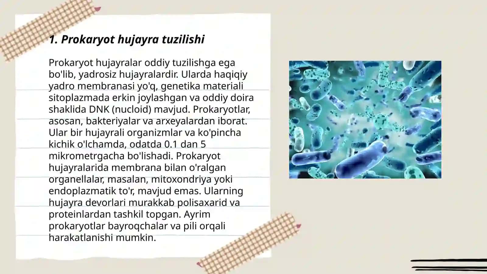 Prokariotlar.Bakteriyalar 3