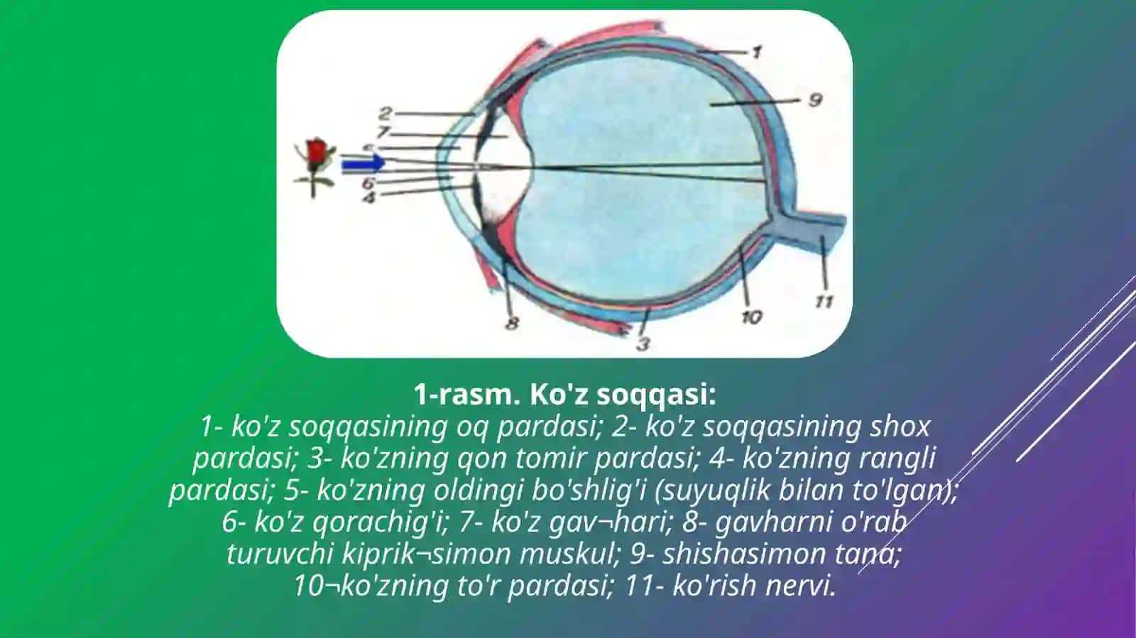 Ko’zning tuzilishi 3