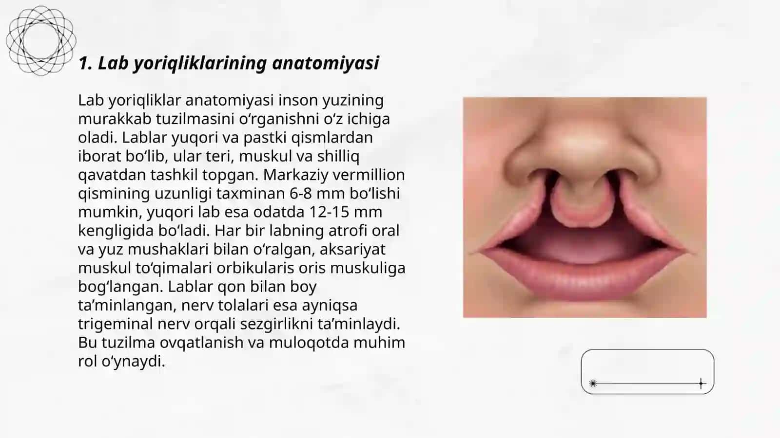 Lab yoriqliklarining anatomiyasi 3