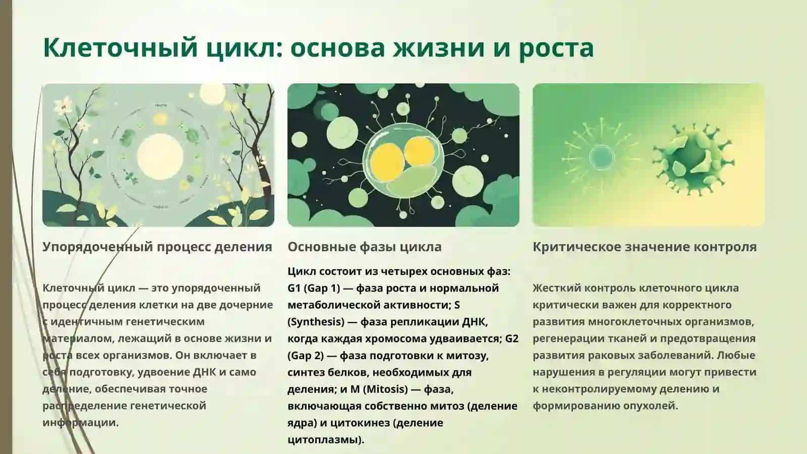 Механизмы регуляции клеточного цикла и репликации клетки 3