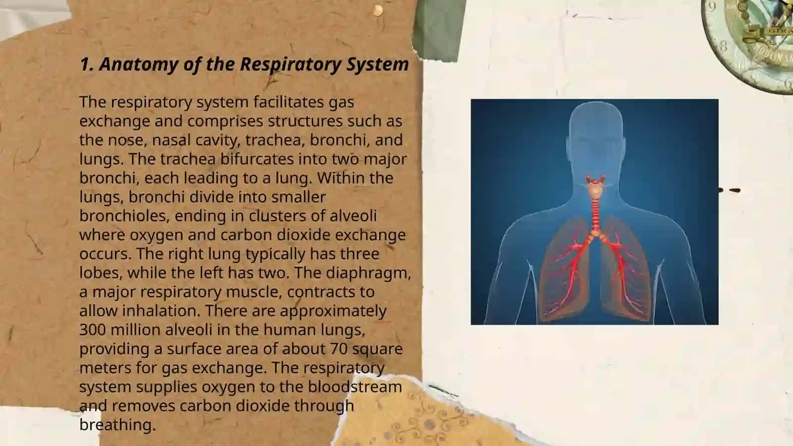 Respiratory system 3
