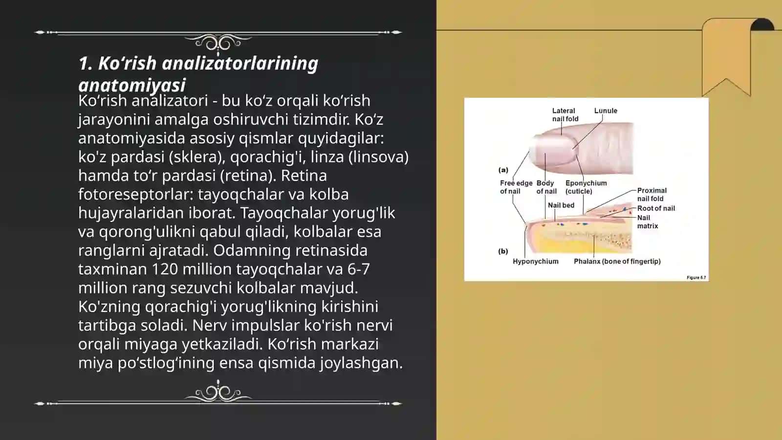 Koʻrish analizatorlari 3