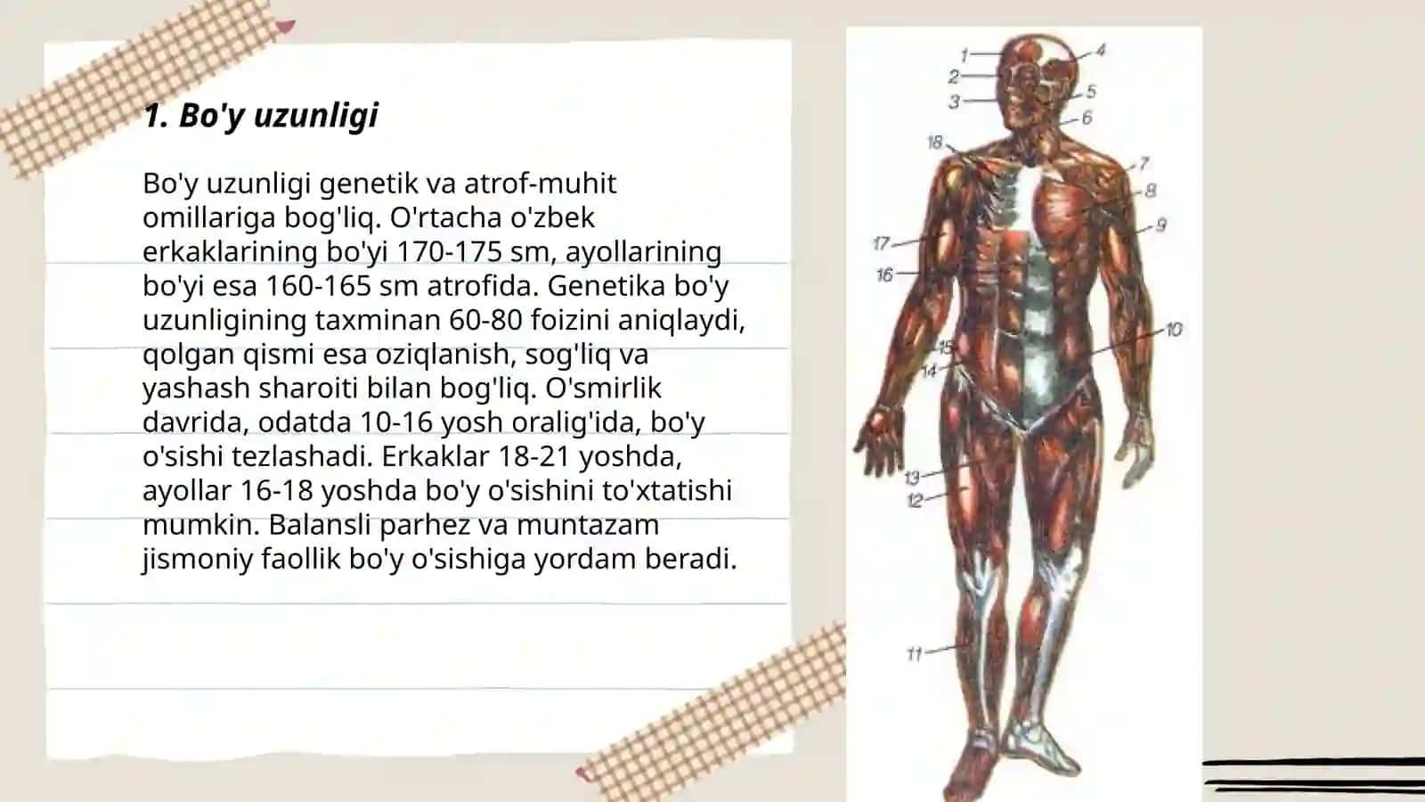 Odam tanasining oʻlcham tavsifi 3