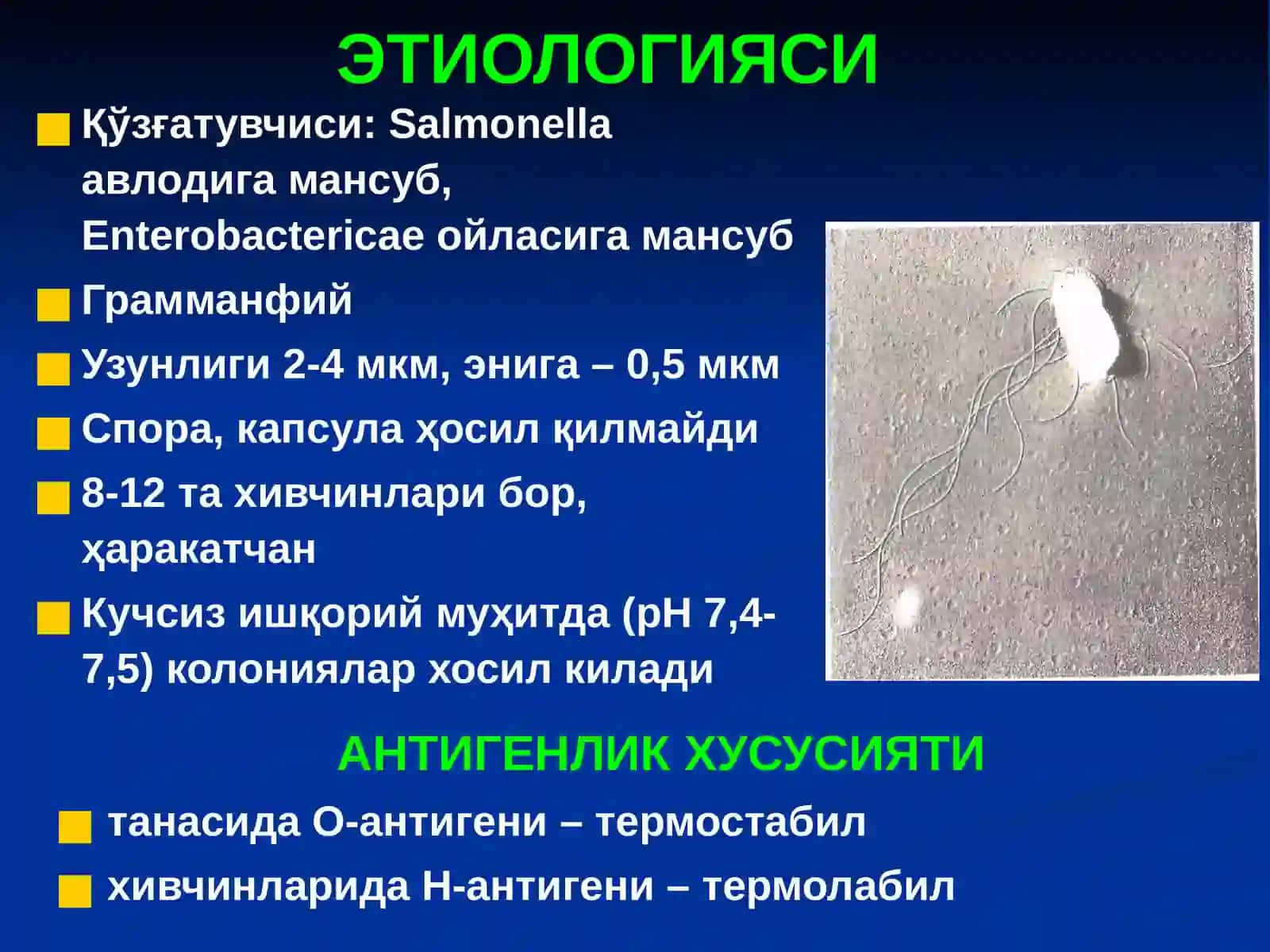 САЛЬМОНЕЛЛЁЗЛАР 3