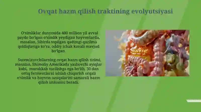 Ovqat hazm qilish sistemasining filogeniyasi 3
