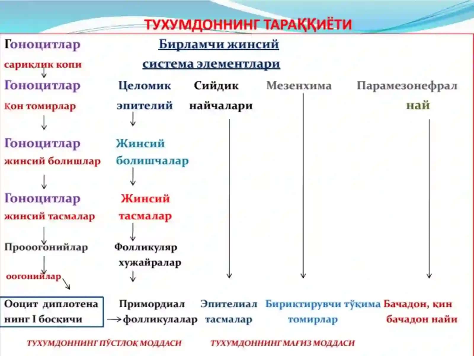 АЁЛЛАР ЖИНСИЙСИСТЕМАСИ 3