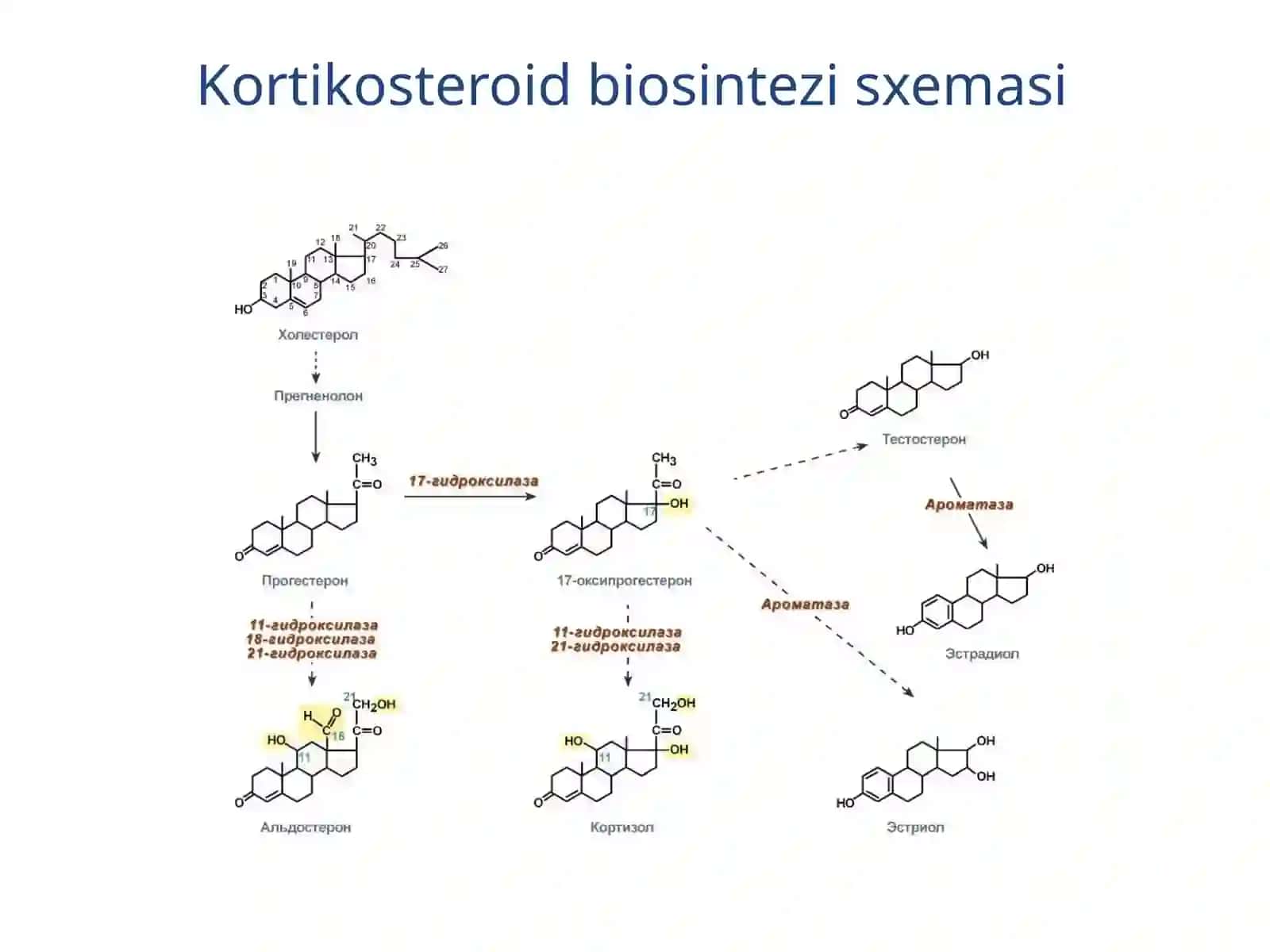 Buyrak usti bezlari 3