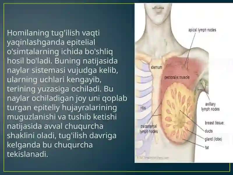 Sut bezlari gistogenezi va gistafiziologiyasi 3