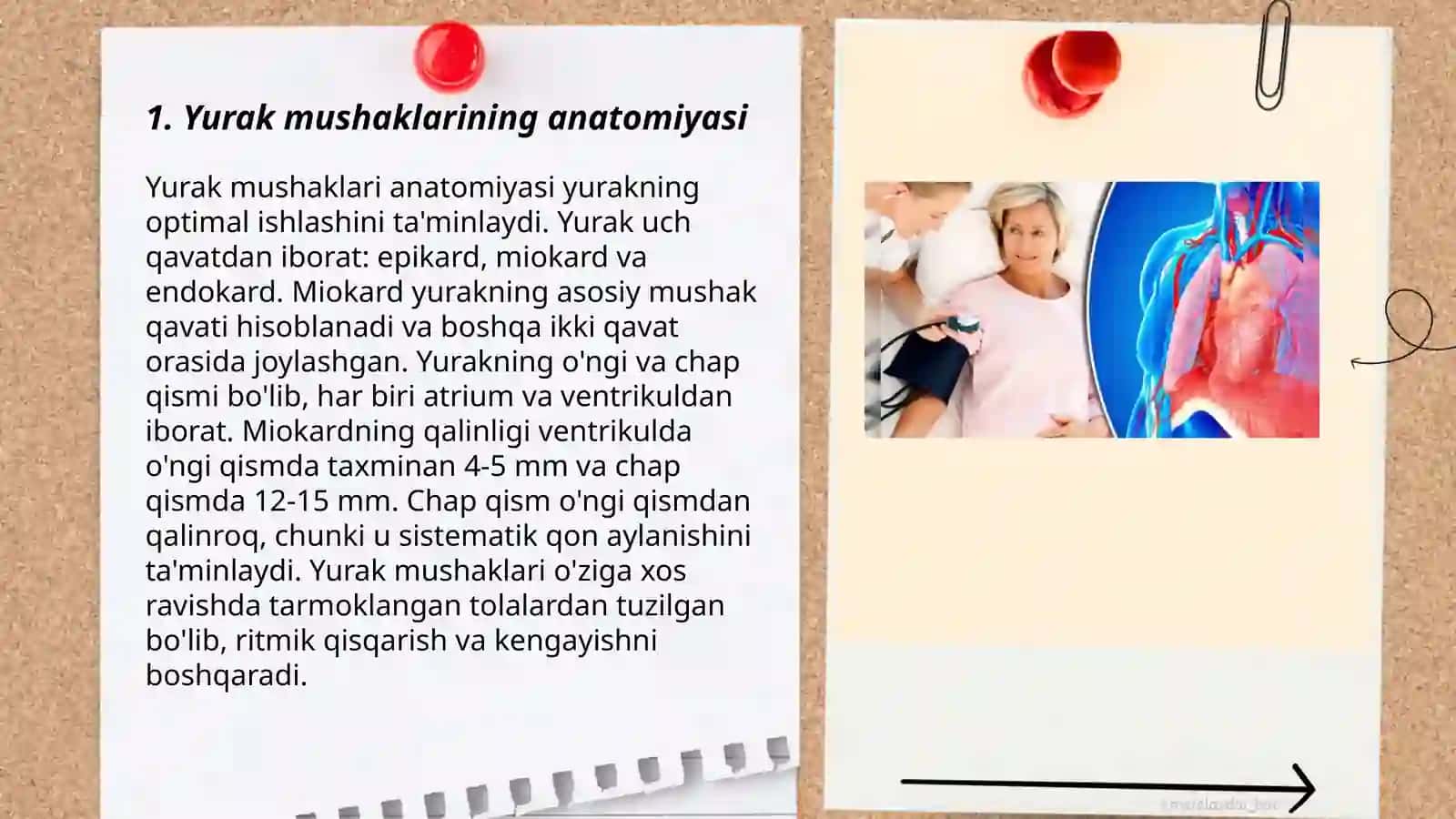 Yurak mushaklarining anatomiyasi 3