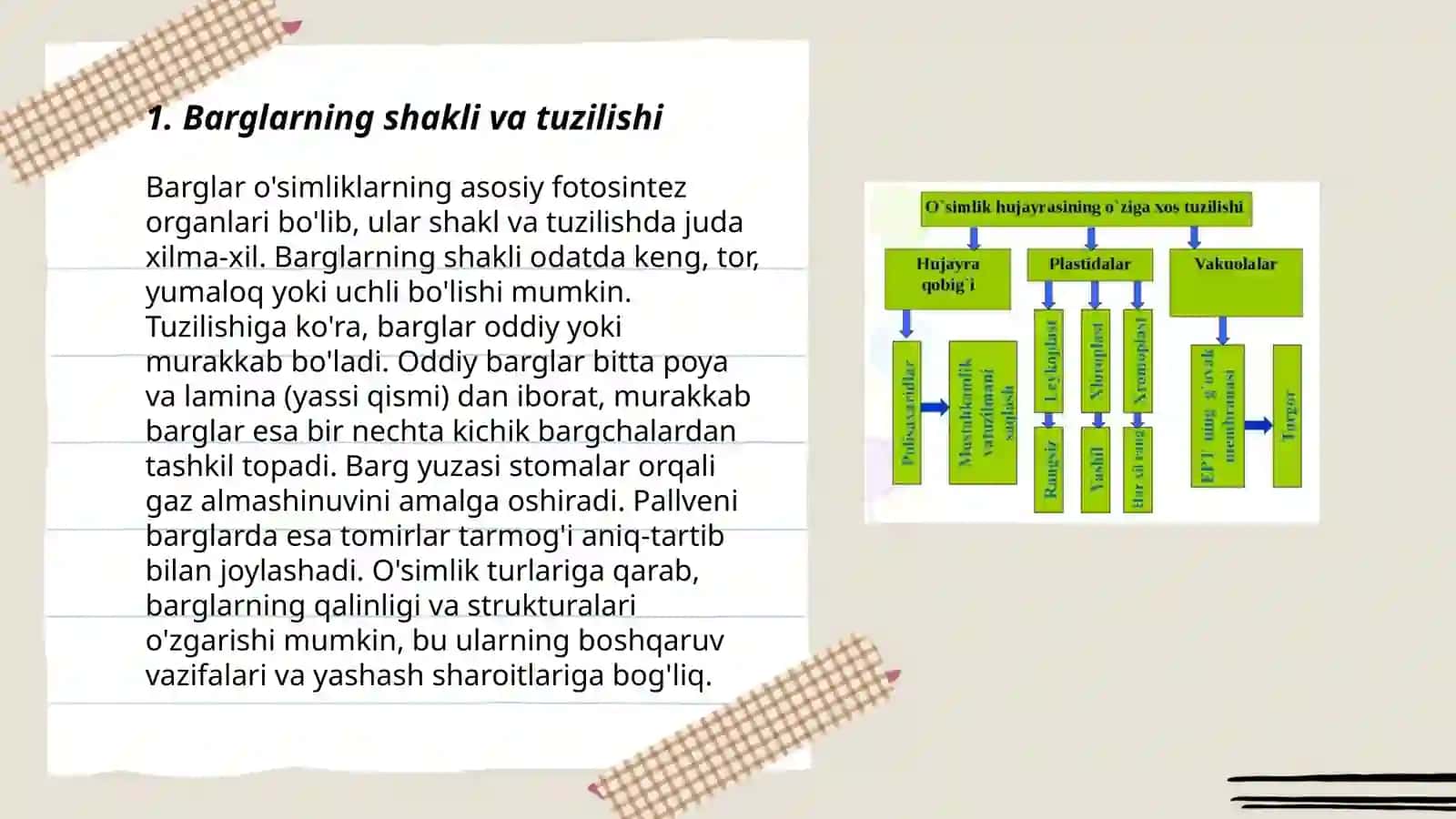 Barglarning shakli va tuzilishi 3