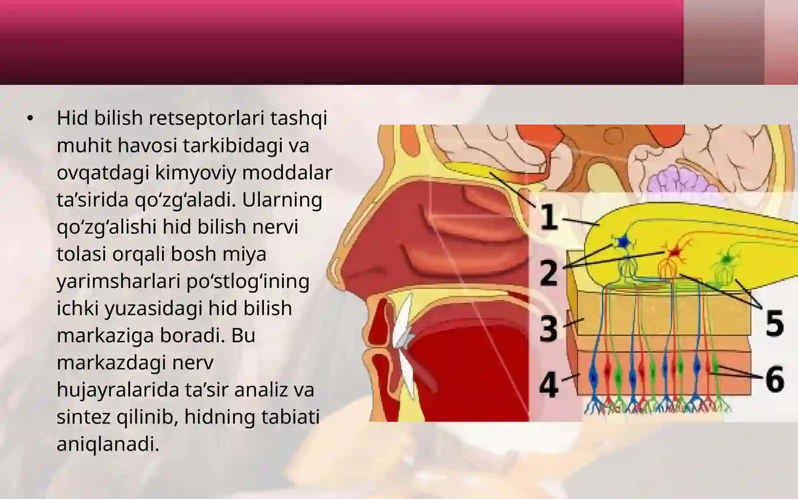 Hid va ta’m bilish organlari 3