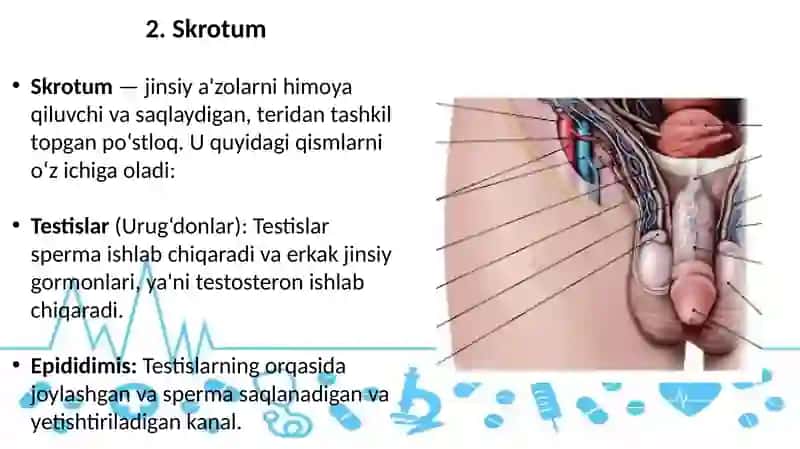 Erkaklar Jinsiy A'zolari 3