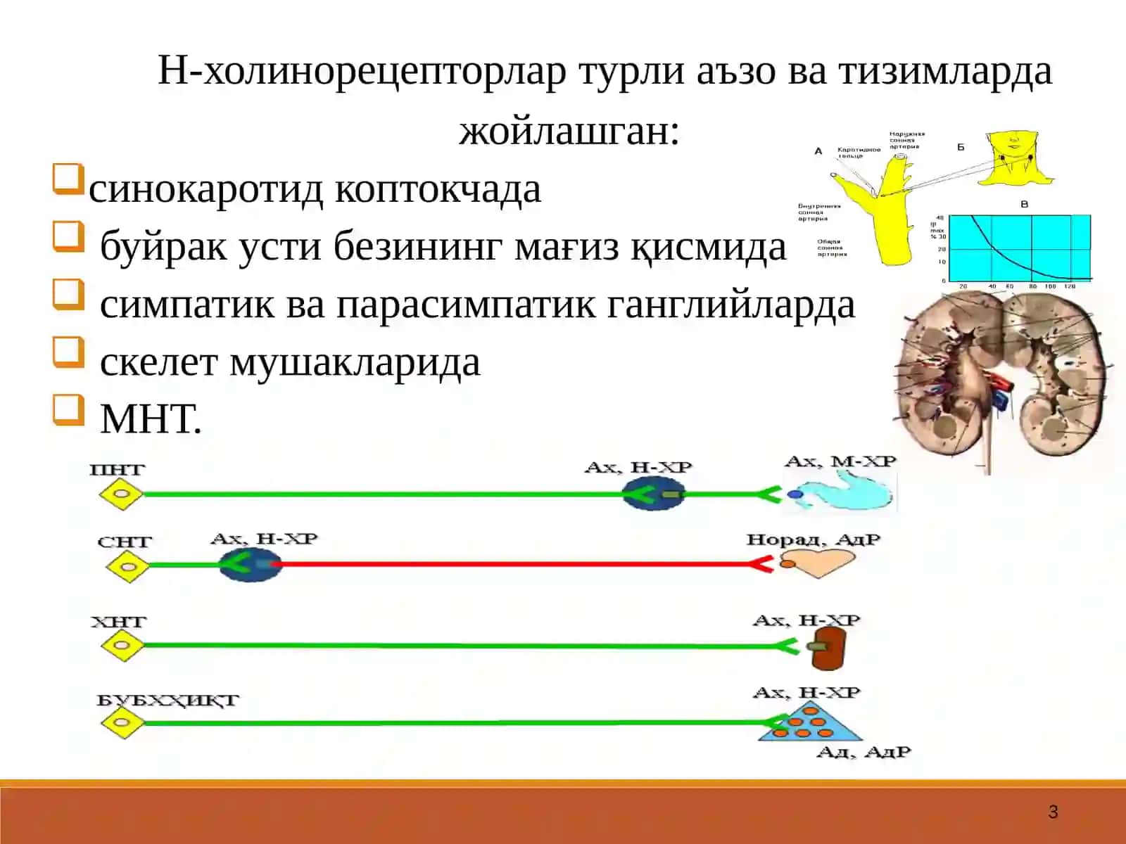 Н-ХОЛИНОРЕЦЕПТОРЛАРГАТАЪСИР ЭТУВЧИ ВОСИТАЛАР 3