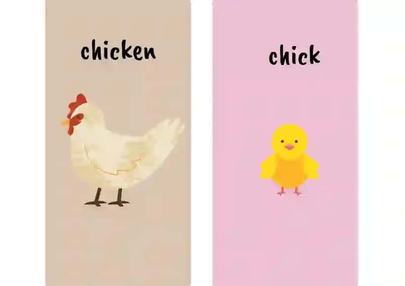 Animals 3