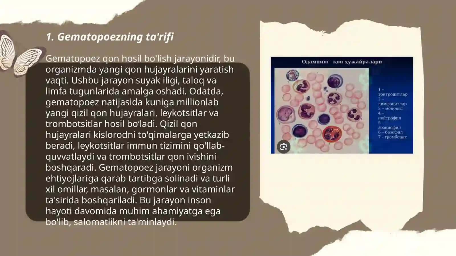 Gemotsitopoez va uning bosqichlari 3