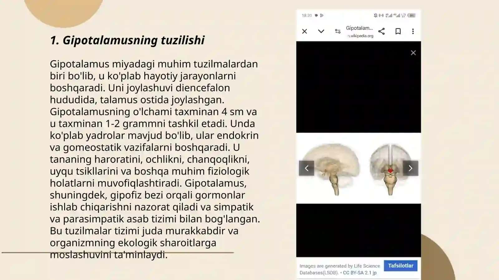Gipotalamus - neyrosekretor a'zo 3