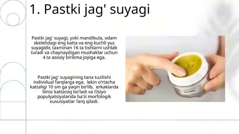 Yuz suyaklari 3