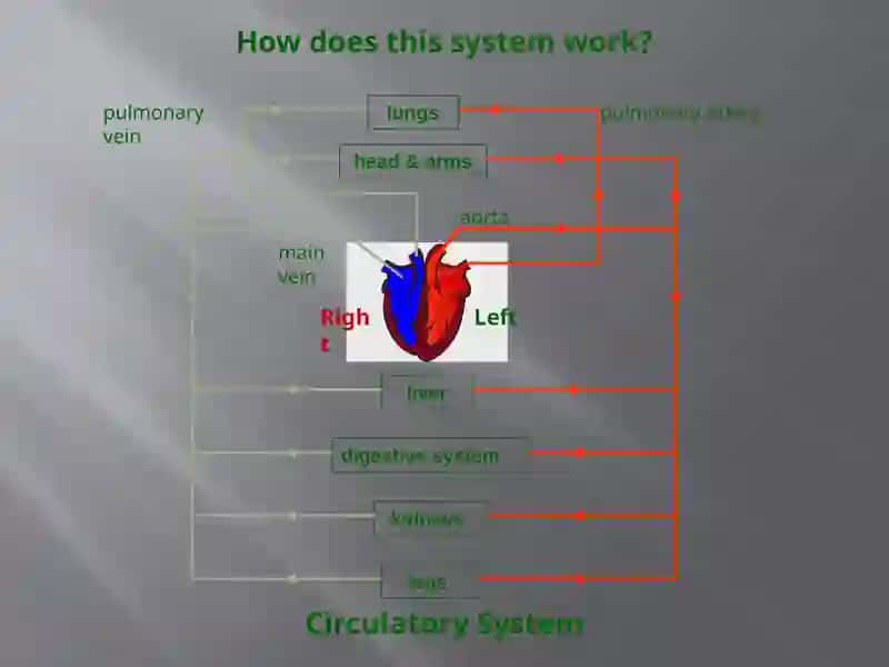 Circulatory System 3