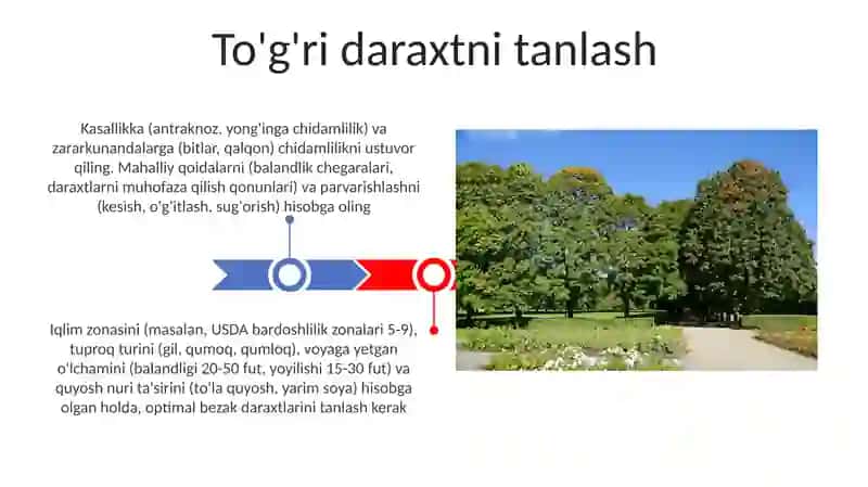 Toiar sanati uchun manzarali daraxtlar assortimenti 3