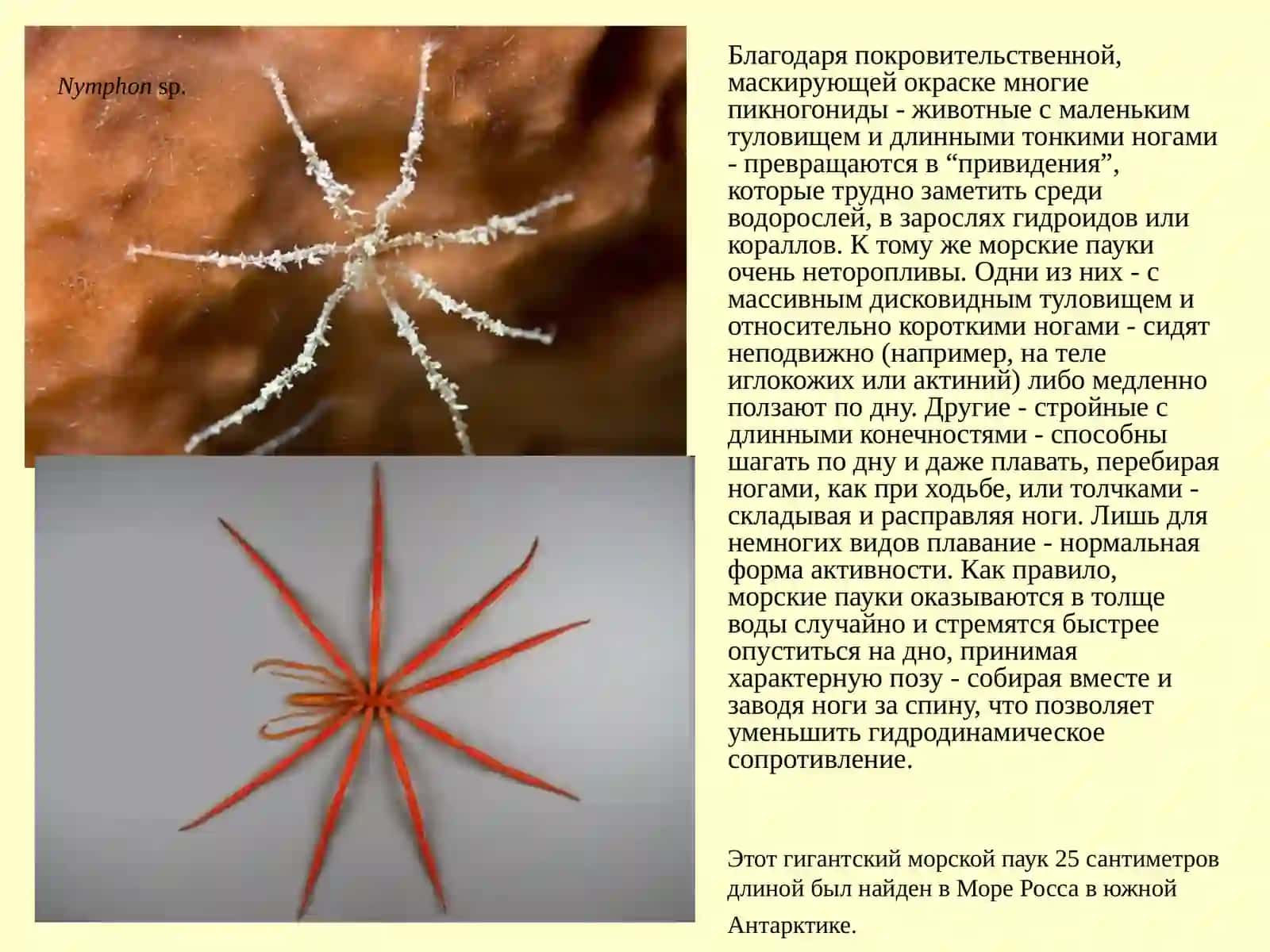 МОРСКИЕ ПАУКИ 3