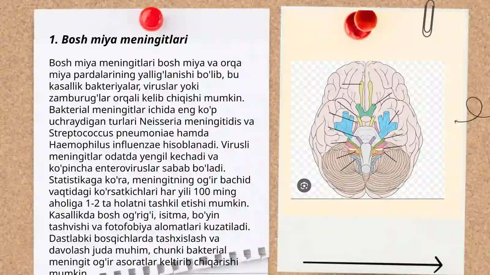 Bosh miya va orqa miyani miyani oʻrab turuvchi pardalar 3