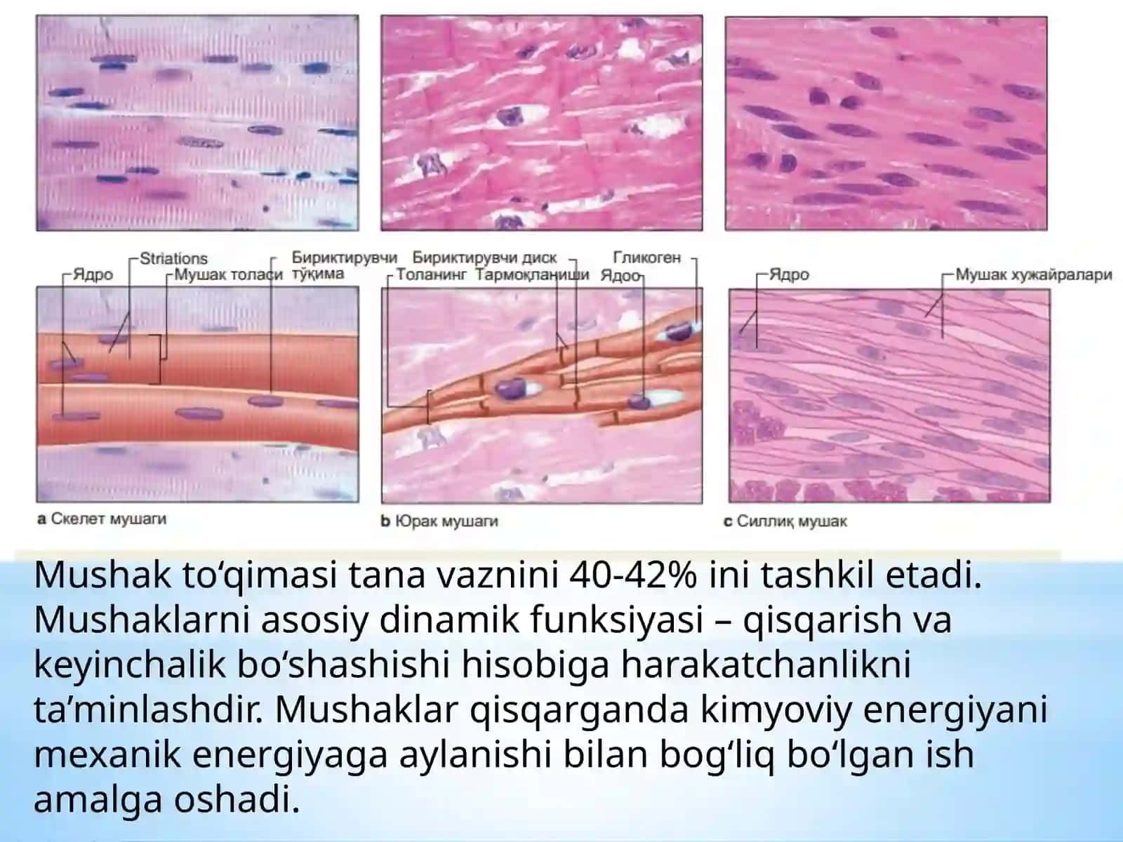 MUSHAK QISQARISH MEXANIZMINING MORFOLOGIK ASOSLARI 3
