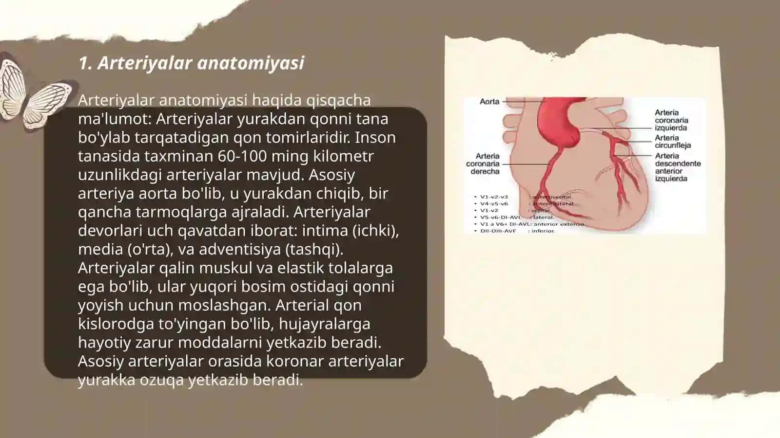 Arteriyalarning tarqalish qonuniyatlari 3