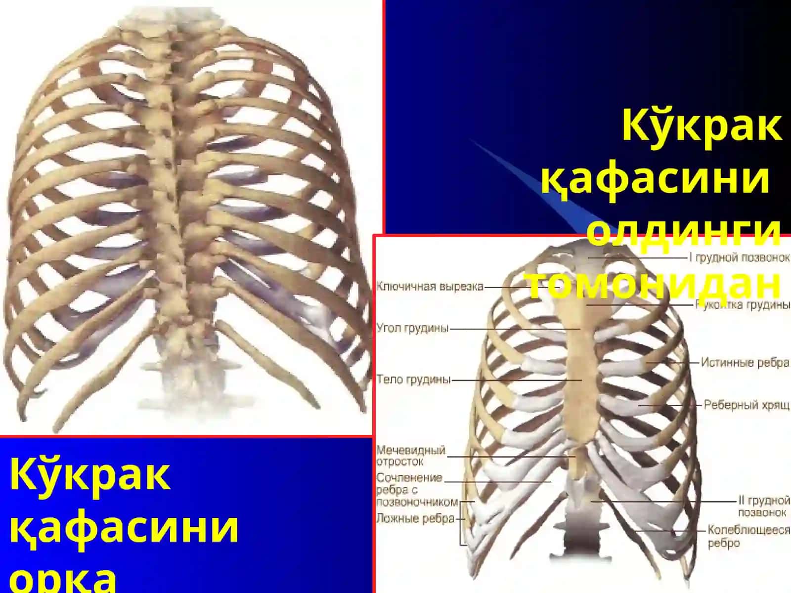 ЕЛКА КАМАРИ ВА КЎКРАК ҚАФАСИ ШИКАСТЛАРИ 3