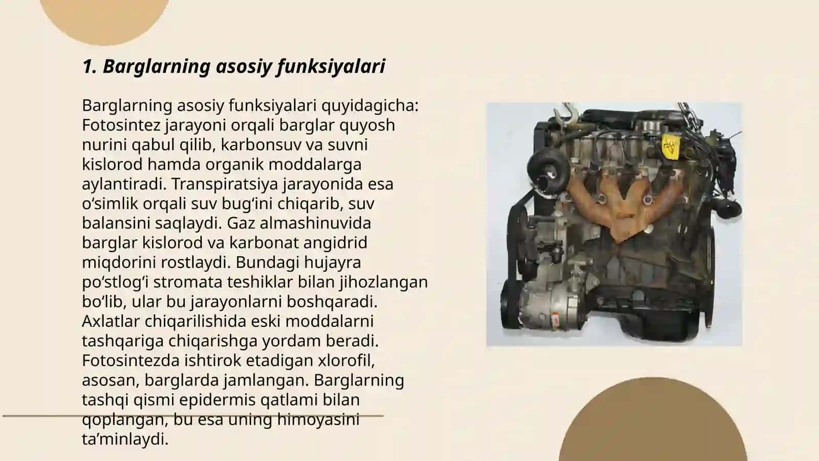 Ildiz, poya, barg metamorfozi 3