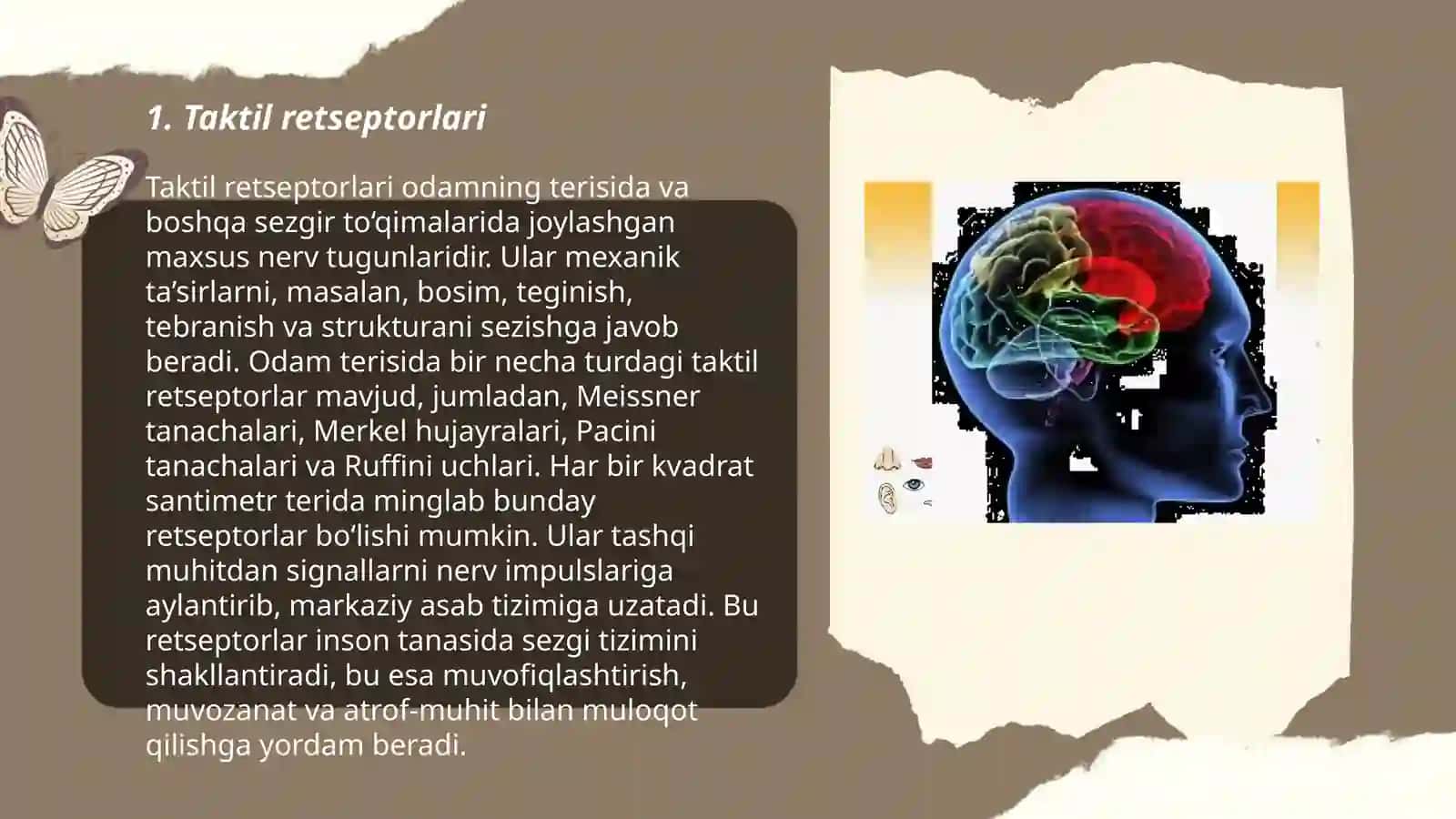 Taktil va harorat retsepsiyasi 3