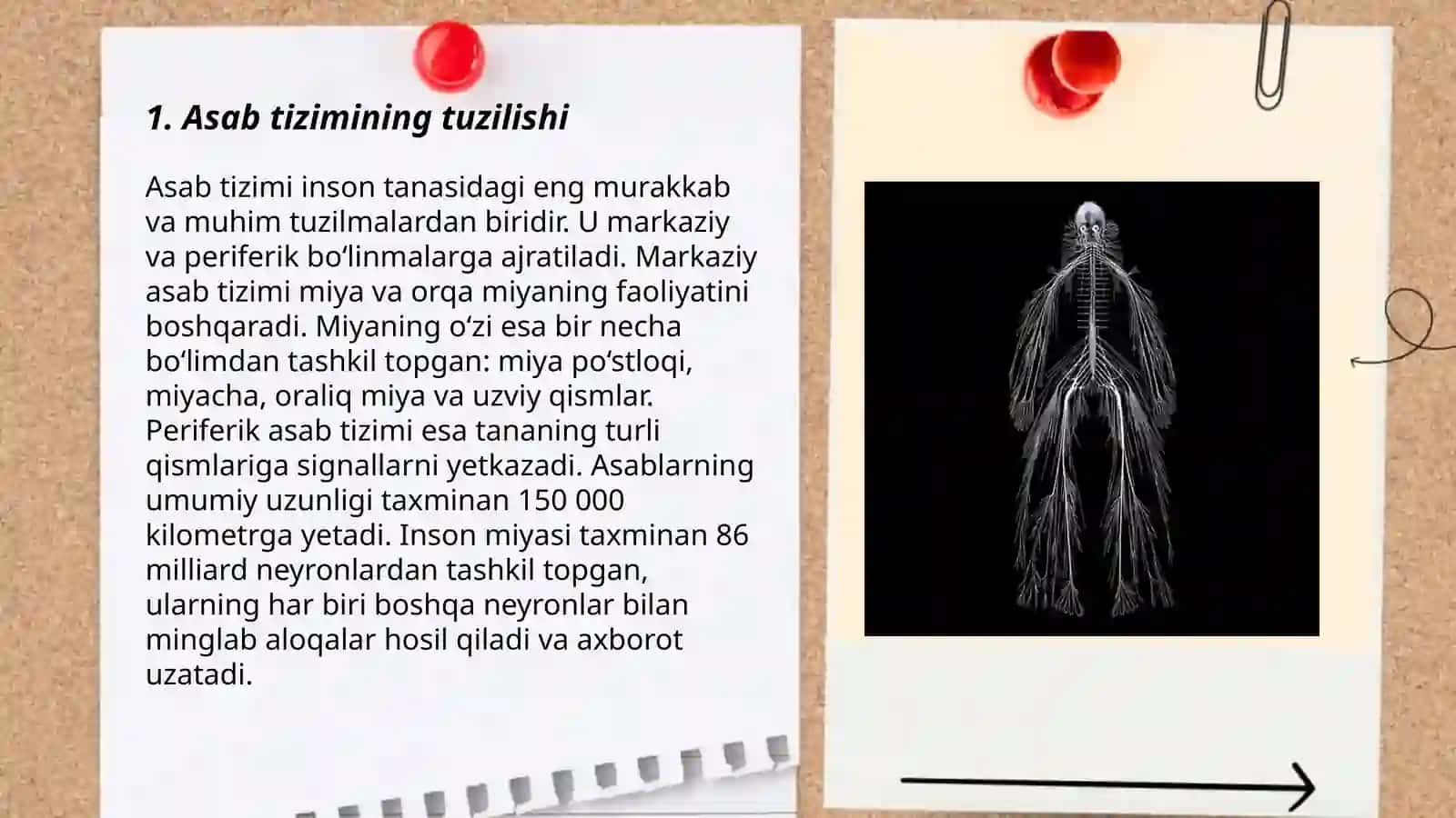 Asab tizimi 3