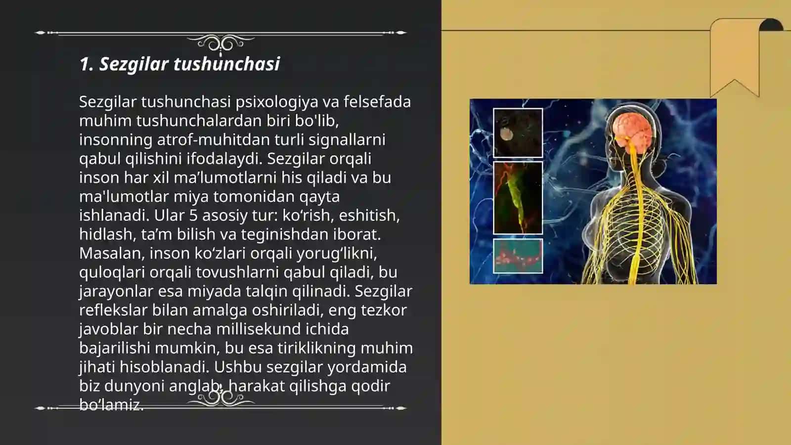 Sezgilar haqida umumiy tushuncha va uning nerv-fiziologik asoslari 3