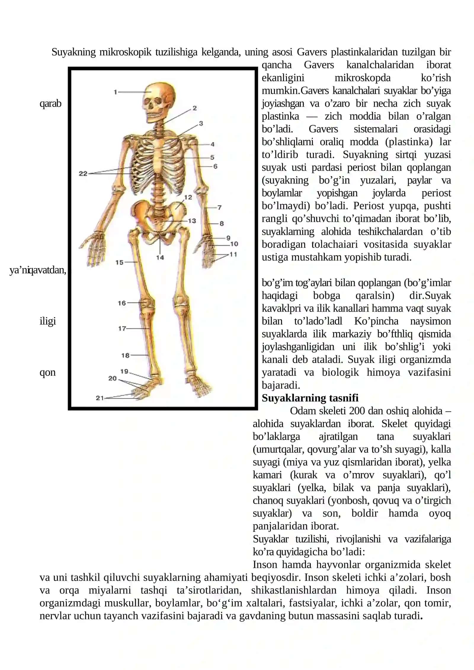Suyaklar haqida ta`limot 3